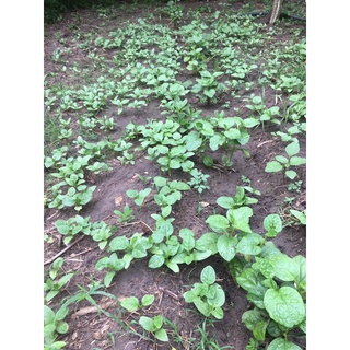 1 cây mồng tơi con