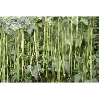 Hạt giống đậu đũa cao sản HMT154 Hai mũi tên đỏ gói 100g
