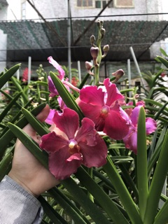 Hoa Lan Vanda Kim