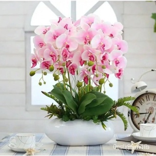 Hạt giống lan Hồ điệp 20h