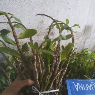 LAN BÁO HỶ RỪNG400g