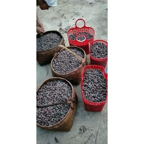 1Kg Quả sim rừng khô