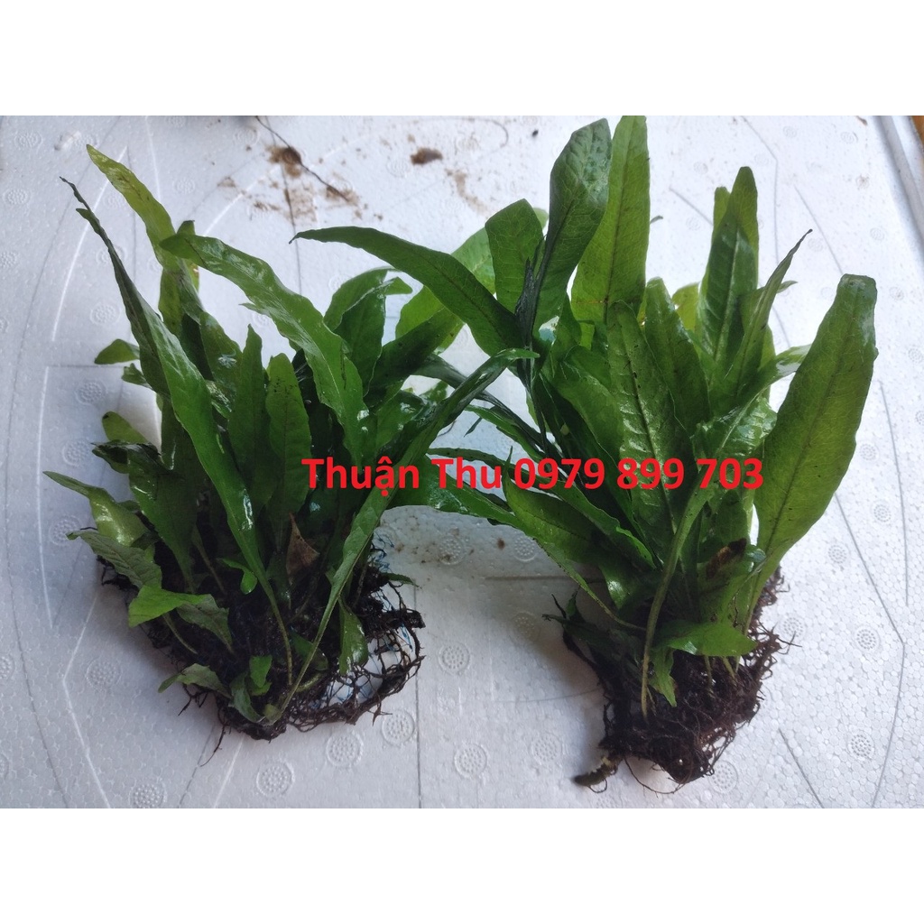 Cây Dương xỉ java thủy sinh / bán cạn loại lớn dài 20-40cm cây thủy sinh hậu cảnh