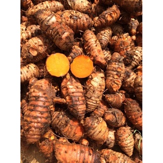 nghệ củ cái tươi
