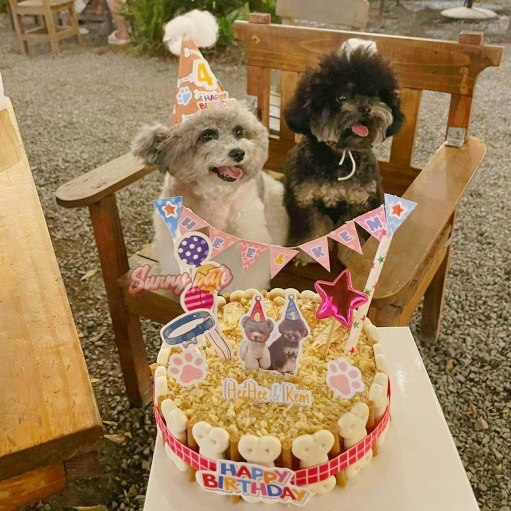 Nón sinh nhật cho thú cưng in số tuổi theo yêu cầu - Nón đội cho thú cưng - Birthday party - Sunnypate