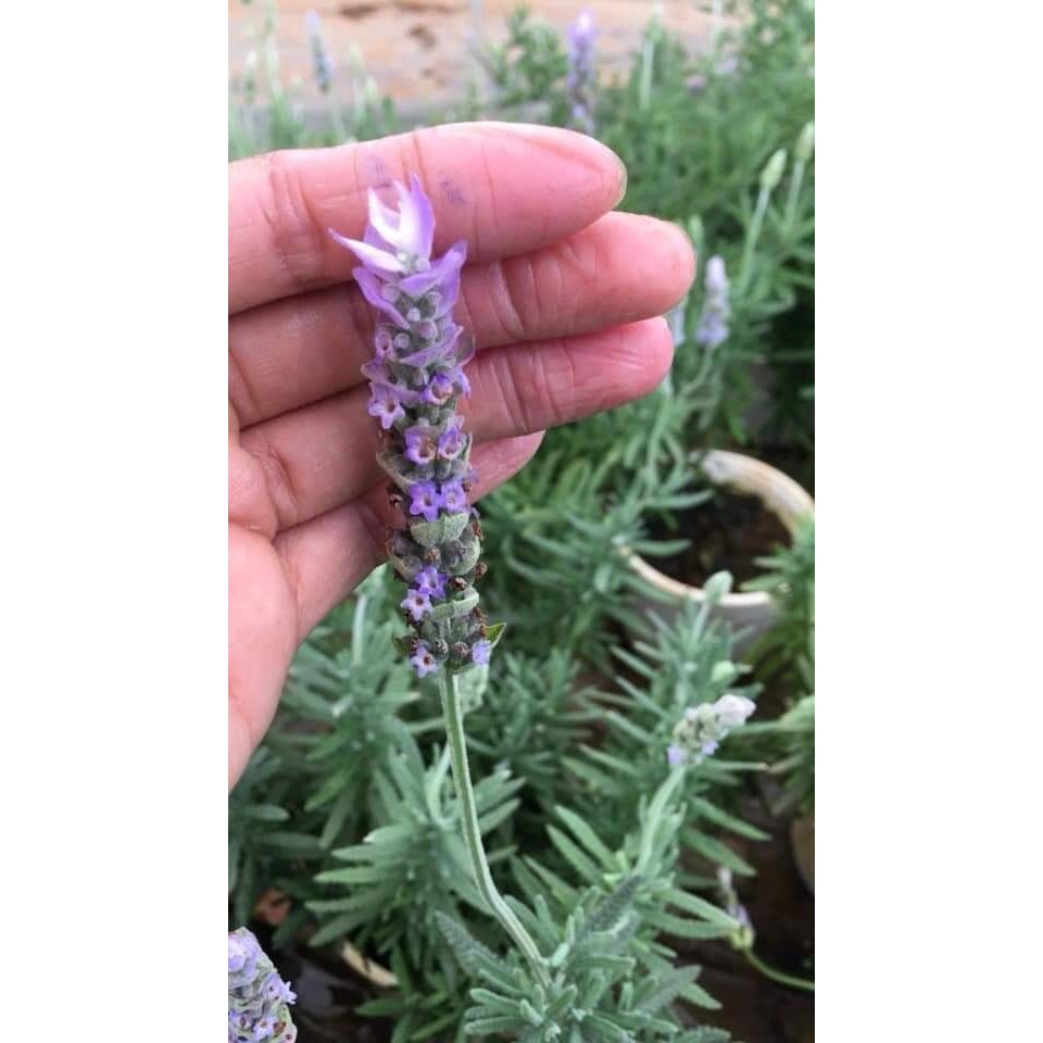 Chậu cây lavender đang hoa