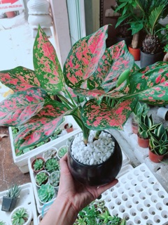 Chậu cây vạn lộc