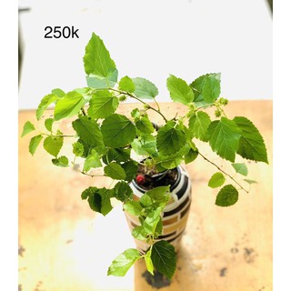 Chậu dâu tằm bonsai
