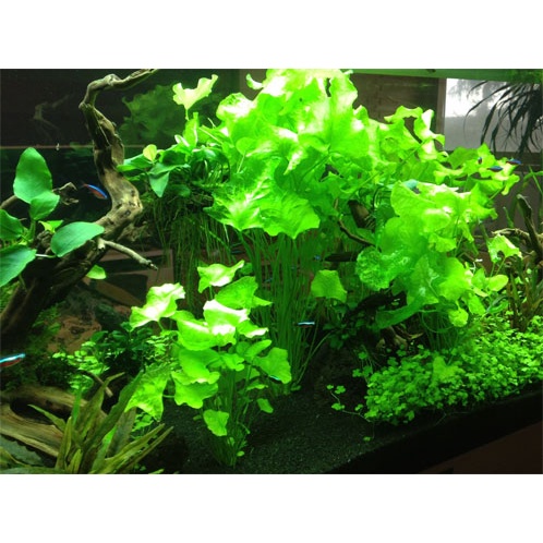 cây súng dù thủy sinh - Nymphoides sp. ”Taiwan'' - cây thủy sinh dễ trồng