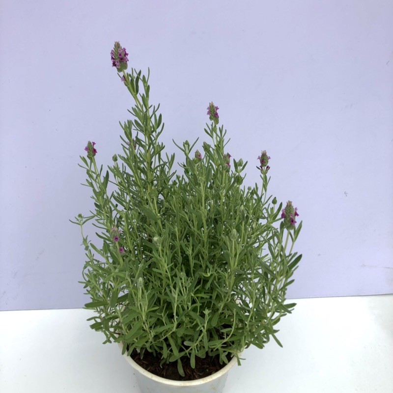 Cây lavender - oải hương dentana (ảnh thật) đang nụ và hoa