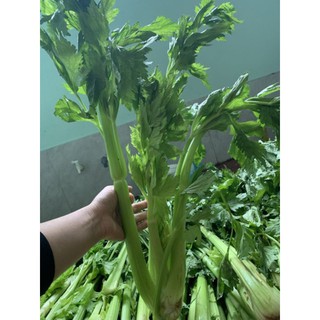 SỈ 1KG BỘT CẦN TÂY