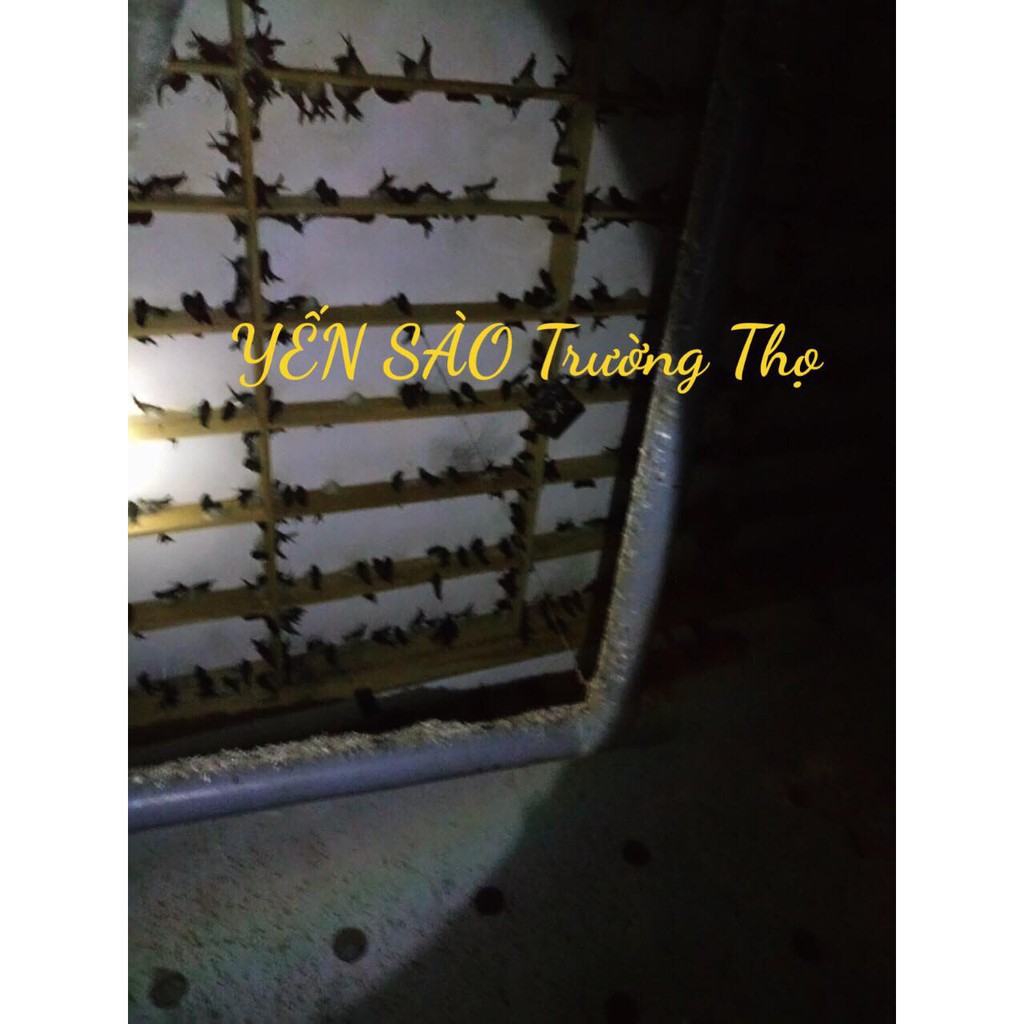 Tổ Yến Sào Tinh Chế  50g (5-6 tổ)- 100% Nguyên chất-Không pha trộn-Yến thượng hạng TRƯỜNG THỌ tại Định Quán Đồng Nai | BigBuy360 - bigbuy360.vn