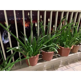 Cây hoa diên vỹ giá sỉ (set 3 cây)