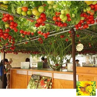 Hạt giống cà chua bạch tuột