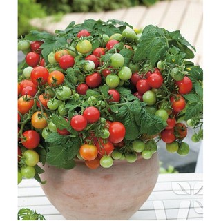 Hạt giống Cà chua Bonsai Đỏ - cà chua cherry lùn đỏ