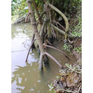 Thủy Sinh - Cây Thủy Sinh - Đước - Biotope - Bán Cạn