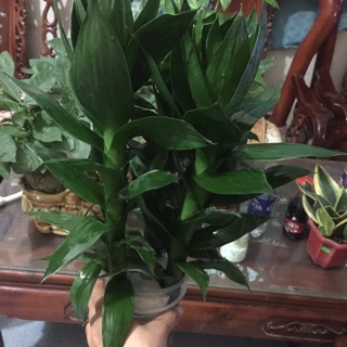 Cây phát lộc