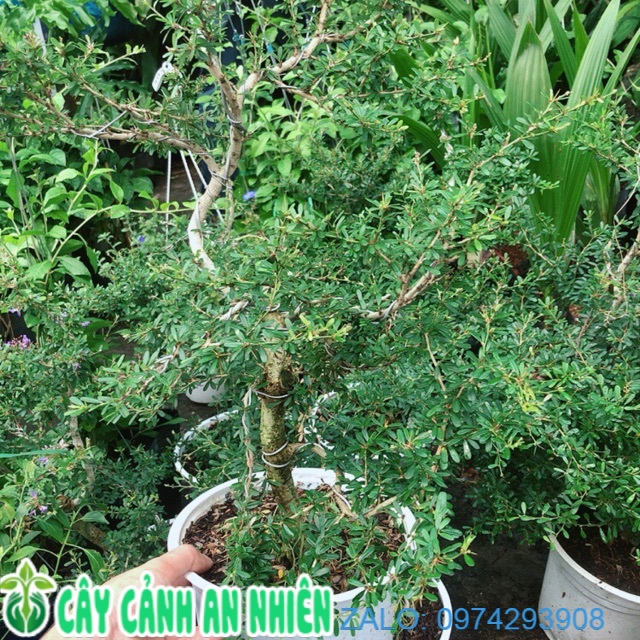 Linh Sam Lớn+2 linh sam nhỏ