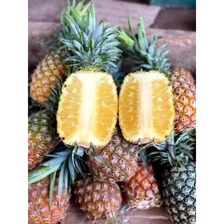 DỨA MẬT ĐAKLAK