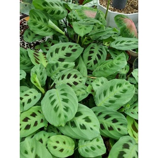 cây đuôi công Maranta leuconeura