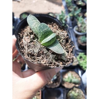 SEN ĐÁ MỎ VỊT🌵SIZE6CM🌵 💎 |FREESHIP| 🔥 XUẤT XỨ ĐÀ LẠT, ĐÃ THUẦN KHÍ HẬU, SIÊU KHOẺ ĐẸP 🔥LỖI 1 ĐỔI 1