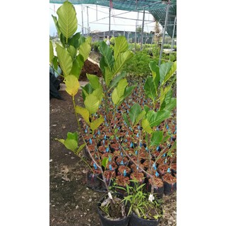MÍT THƯỚC TRÁI DÀI (MÍT THƯỚC MALAYSIA ,GIỐNG CHUẨN F1 )CAO 1.2M