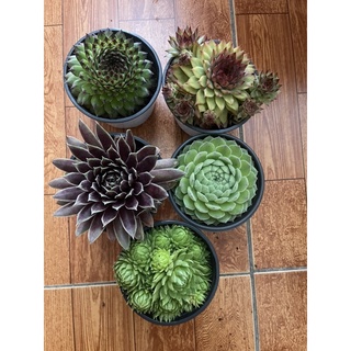 Combo 5 chậu phật bà 9cm 200k