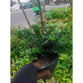 Cây 🌲 Kim Quýt