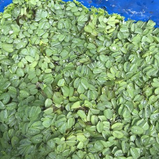 Bèo tai chuột