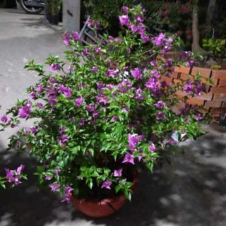 Vạn hoa lầu....sale lớn....1m4