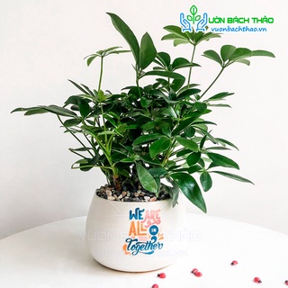 Cây ngũ gia bì để bàn đẹp