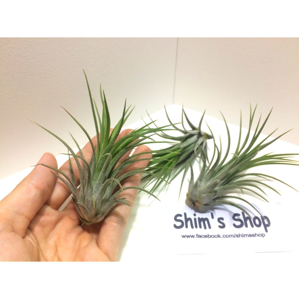 Cây Không khí Ionantha Tall Form (thân dài, hoa màu Cam) - tặng móc treo