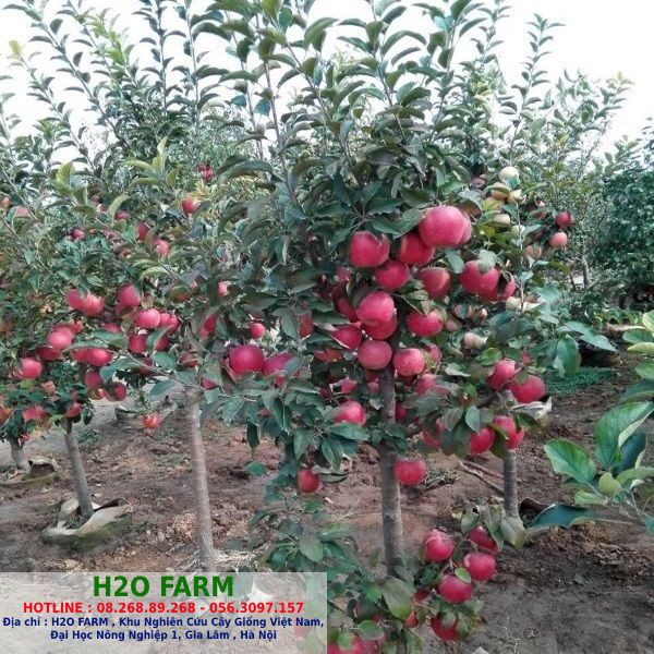 Cây Giống Táo Đỏ Lùn F1 - H2O FARM