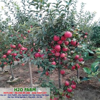 Cây Giống Táo Đỏ Lùn F1 - H2O FARM