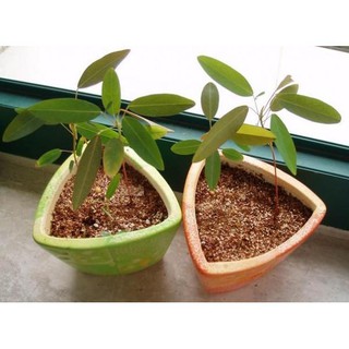 Hạt giống nhảy múa