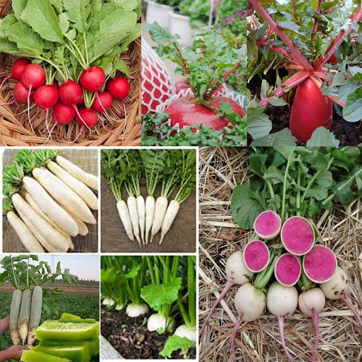 Hạt giống củ cải mix 100 hạt
