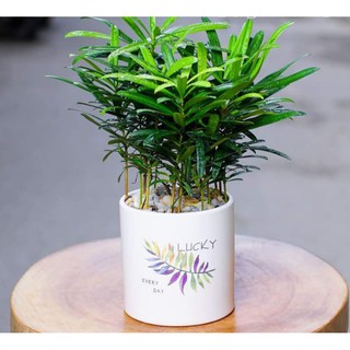 Cây Tùng La Hán Nhỏ