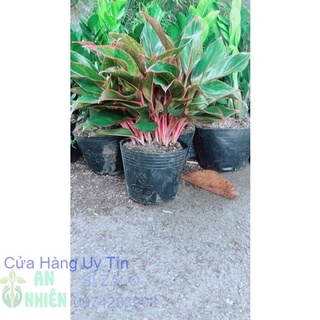 Phú quý hàng đẹp