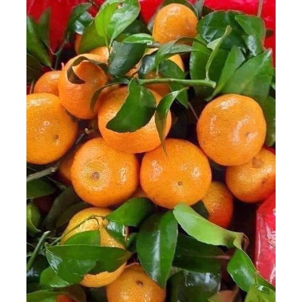 Cây giống quýt đường thái lan