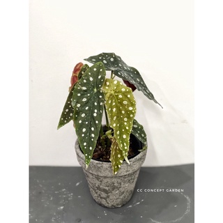 Cây Begonia Maculata