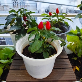 Cây Giống Ớt Ngũ Sắc