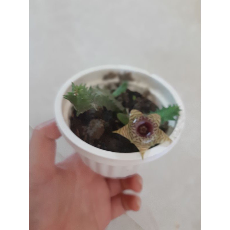 Xương rồng sao biển