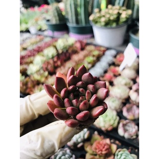 Sen đá vỉ size 3-5cm