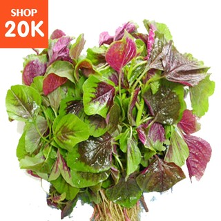 Hạt giống Rau Dền tía