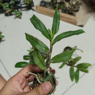 Trầm Nestor lai