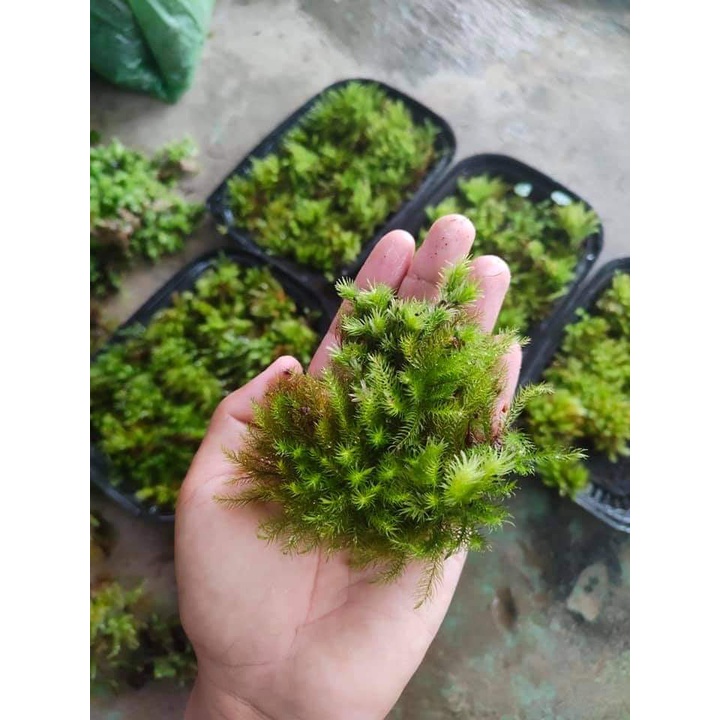 Rêu spiny, rêu đuôi sóc terrarium, bán cạn hủ 10cm