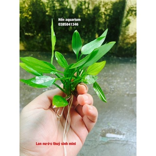 Cây thuỷ sinh lan nước mini , siêu rẻ chỉ 5️⃣ k 1 bụi
