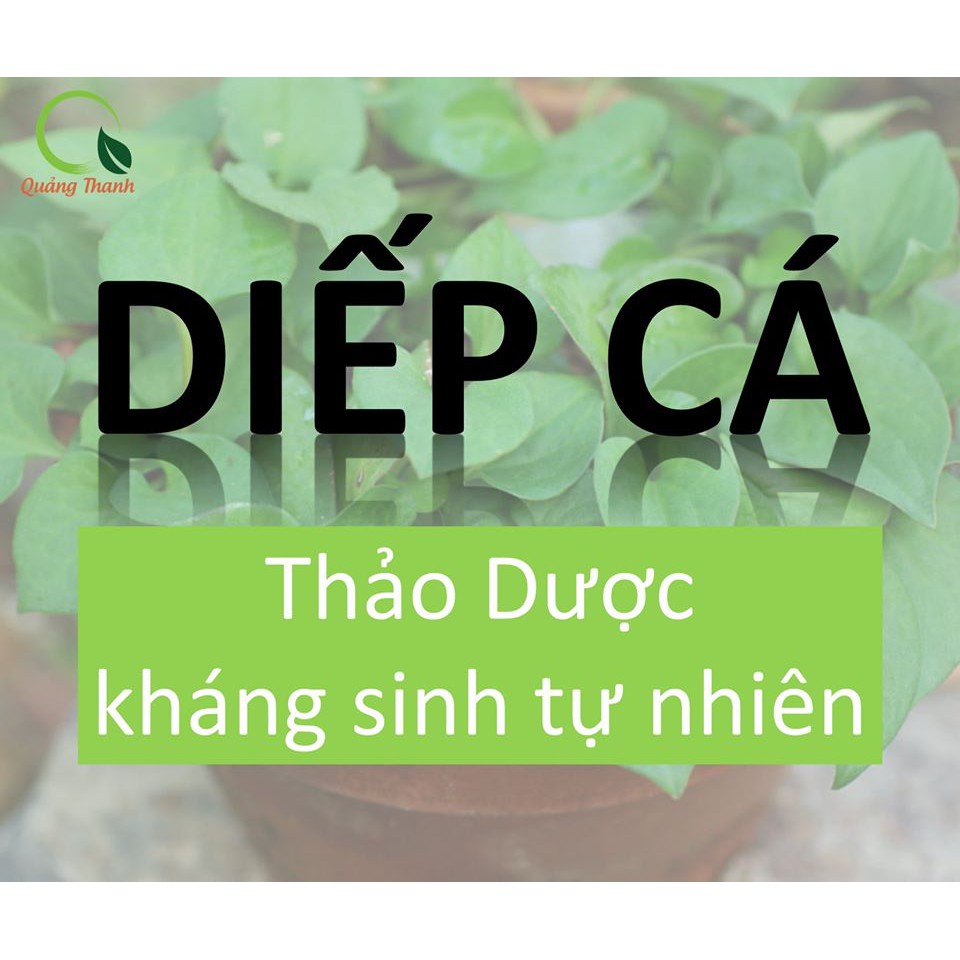 Bột Diếp Cá Quảng Thanh - Bột Rau Sấy Lạnh Nguyên Chất