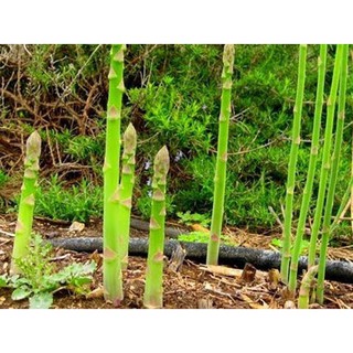 Hạt giống măng Tây xanh - gói 10 hạt