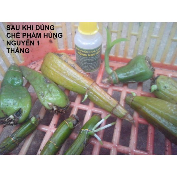 Chế phẩm Hùng Nguyễn - Đà Lạt cho Hoa Lan và cây cảnh chai 20ml